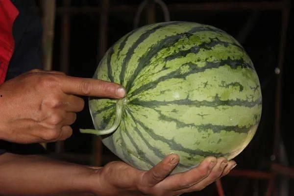 会挑西瓜的人吃瓜,吃瓜更香甜