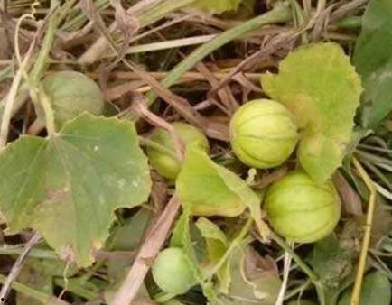 马泡瓜药用怎么吃