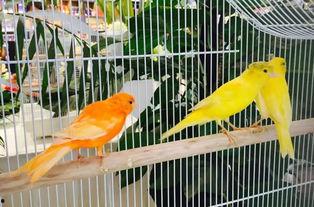 小神兽吃瓜,小神兽的瓜田奇遇记