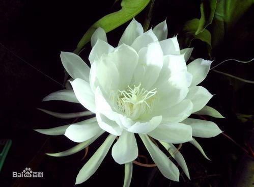 昙花吃瓜,探寻昙花与瓜果的奇妙缘分