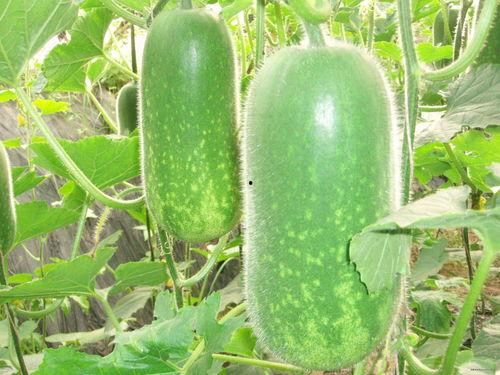 喳吃瓜吗,揭秘娱乐圈的幕后故事与热点事件