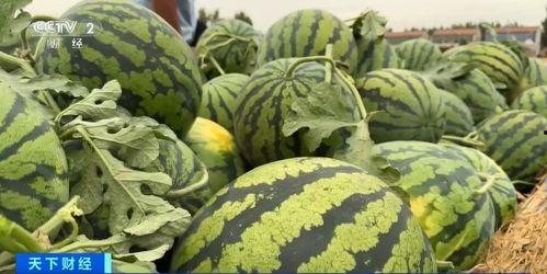 张成岭现场吃瓜,趣味横生瞬间引网友热议